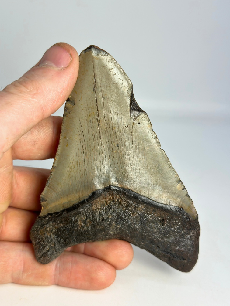 Megalodon Tooth "Mermaid Man" (US) - 11,8 cm
