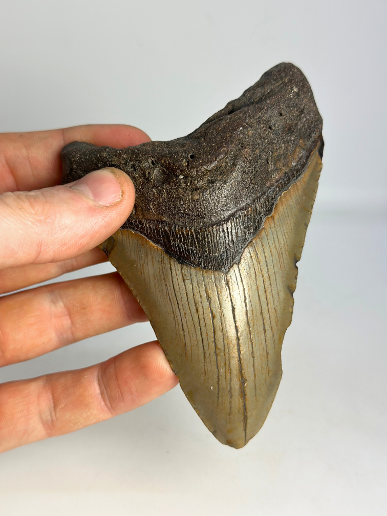 Megalodon Tand "Mermaid Man" (US) - 11,8 cm