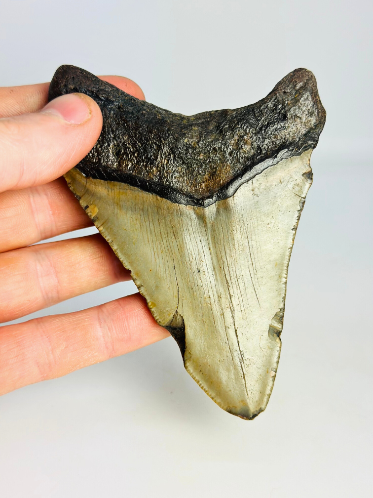 Megalodon Tooth "Mermaid Man" (US) - 11,8 cm