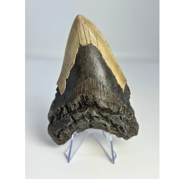 Megalodon-Zahn " Dragon's Weapon" (US) - 11 cm