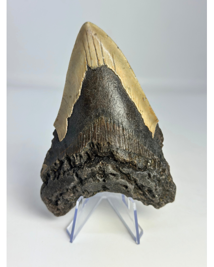 Diente de Megalodon " Dragon's Weapon" (US) - 11 cm