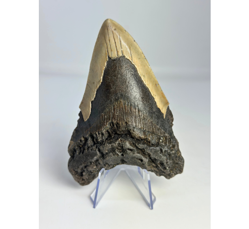 Dente di Megalodon " Dragon's Weapon" (USA) - 11 cm
