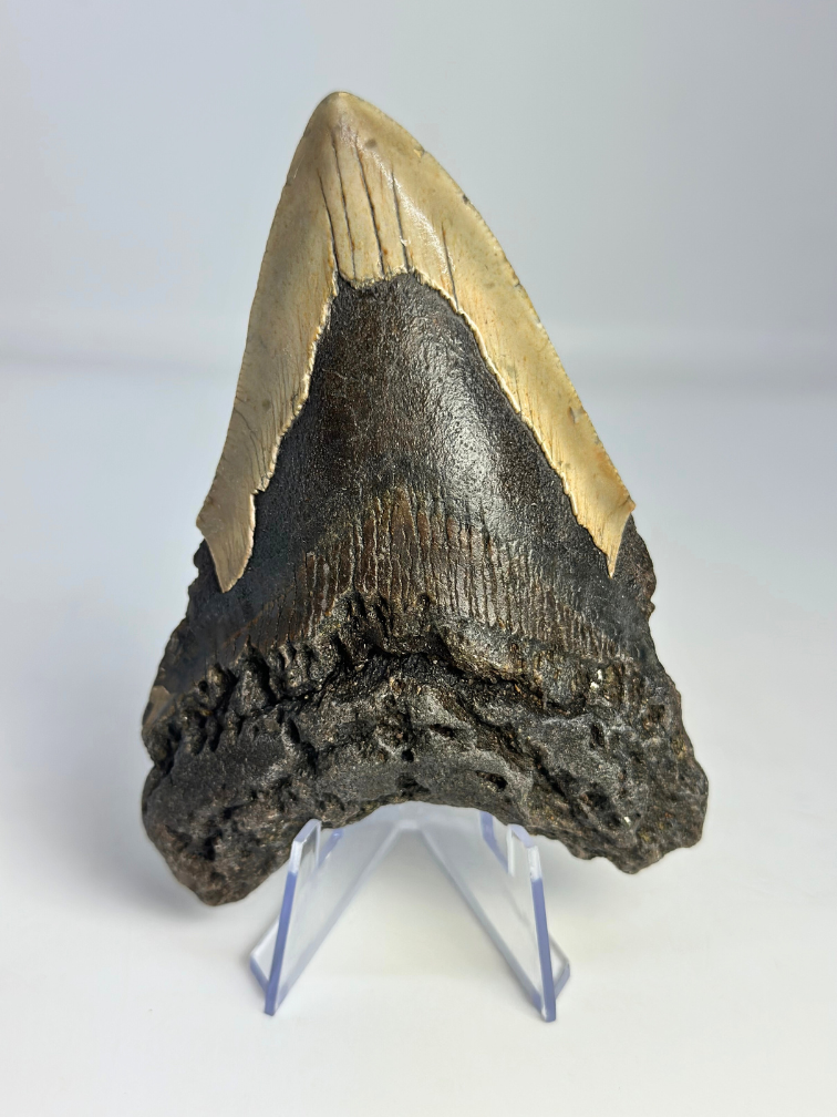 Dente di Megalodon " Dragon's Weapon" (USA) - 11 cm