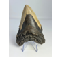 Dente di Megalodon " Dragon's Weapon" (USA) - 11 cm