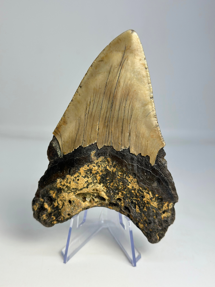 Dente di Megalodon " Dragon's Weapon" (USA) - 11 cm