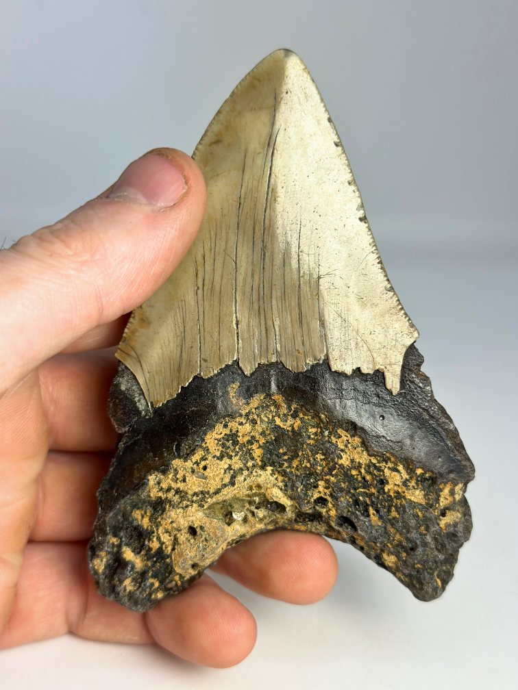 Dente di Megalodon " Dragon's Weapon" (USA) - 11 cm