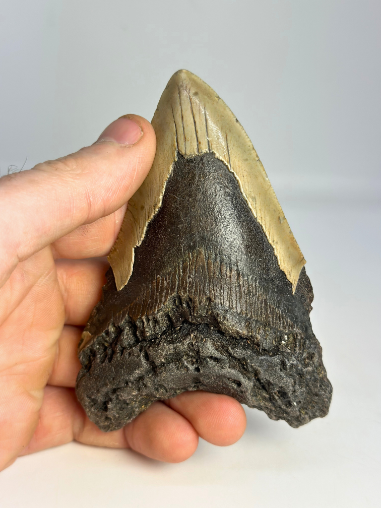 Dente di Megalodon " Dragon's Weapon" (USA) - 11 cm