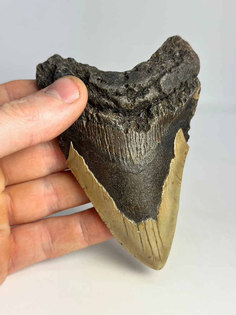 Megalodon Tand "Dragon's Weapon" (VS) - 11 cm