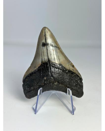 Dent de mégalodon " Weapon of the Ancients " (US) - 8 cm