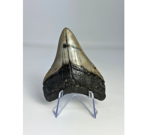 Megalodon Tand " Weapon of the Ancients" (VS) - 8 cm