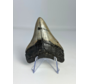 Megalodon Tand " Weapon of the Ancients" (VS) - 8 cm
