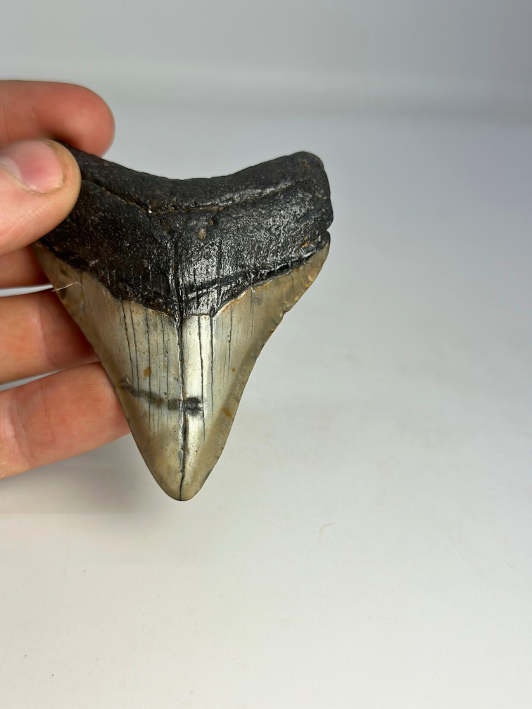 Megalodon Tand " Weapon of the Ancients" (VS) - 8 cm