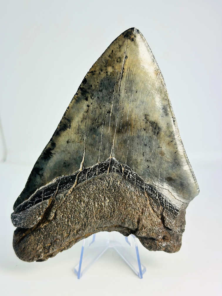 Megalodon tand "Demon's Defiance" (VS) - 14,3 cm