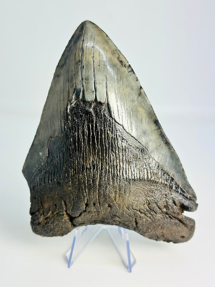 Megalodon tand "Demon's Defiance" (VS) - 14,3 cm