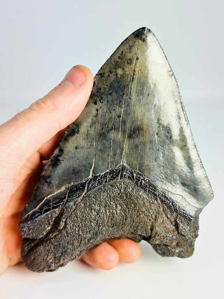 Megalodon-Zahn "Demon's Defiance" (US) - 14,3 cm