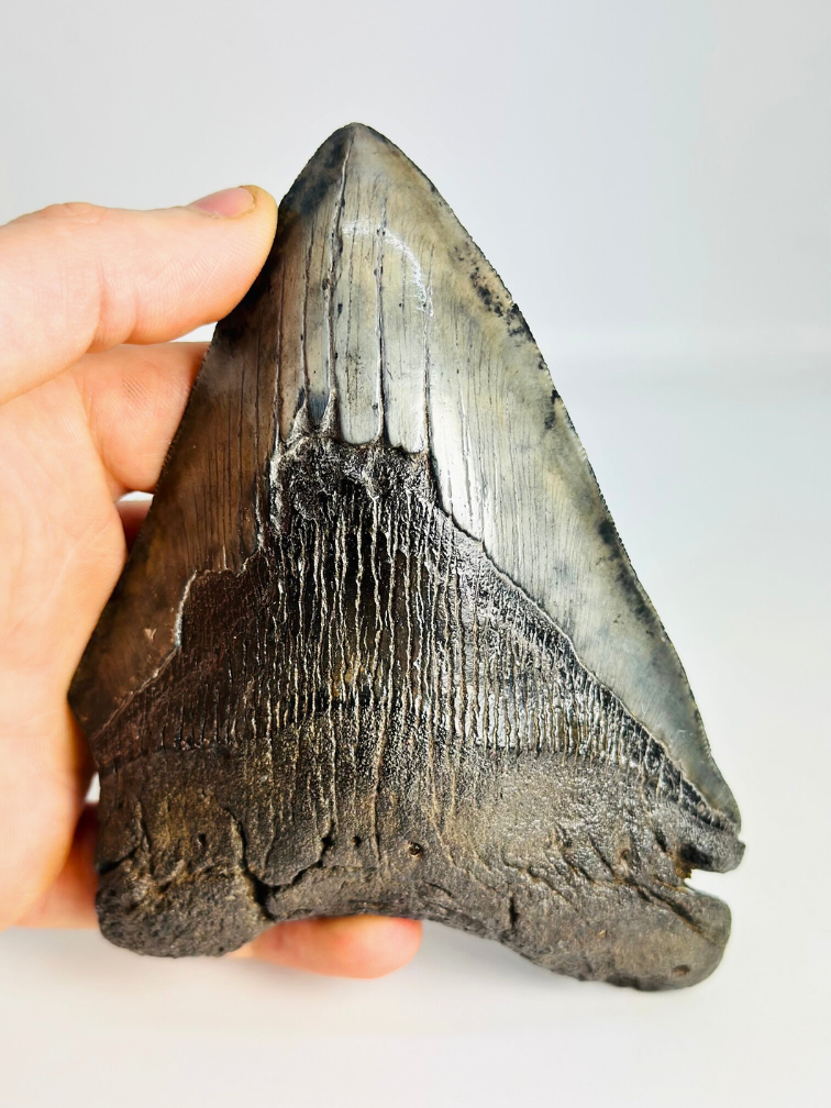 Dente di Megalodon "Demon's Defiance" (USA) - 14,3 cm