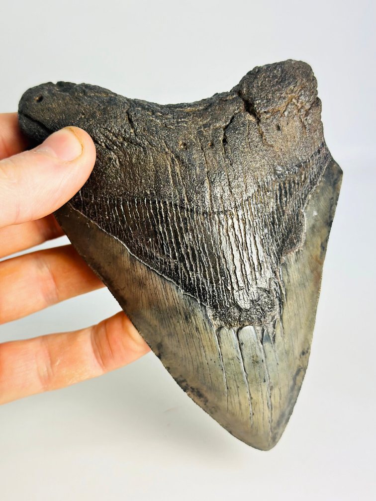 Megalodon tand "Demon's Defiance" (VS) - 14,3 cm