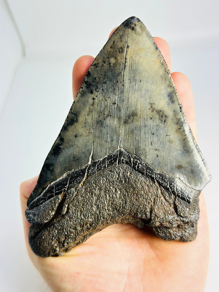 Dente di Megalodon "Demon's Defiance" (USA) - 14,3 cm