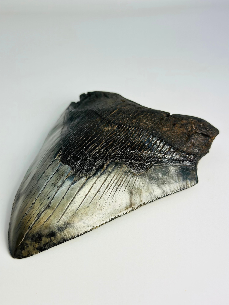 Megalodon tand "Demon's Defiance" (VS) - 14,3 cm