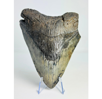 Dente di Megalodon "Demon's Defiance" (USA) - 14,3 cm