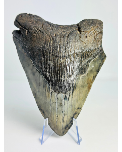 Megalodon tand "Demon's Defiance" (VS) - 14,3 cm