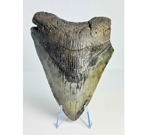 Megalodon-Zahn "Demon's Defiance" (US) - 14,3 cm