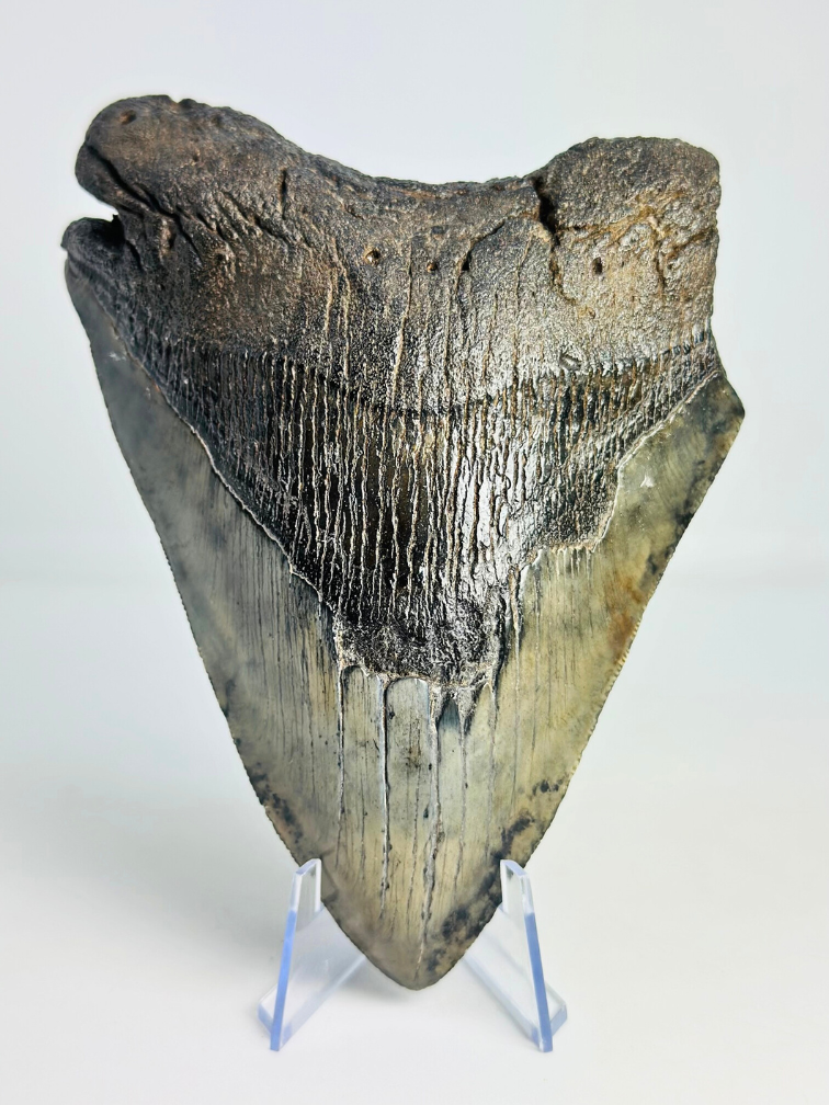 Dente di Megalodon "Demon's Defiance" (USA) - 14,3 cm