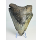 Dent de Megalodon "Demon's Defiance" (US) - 14.3 cm