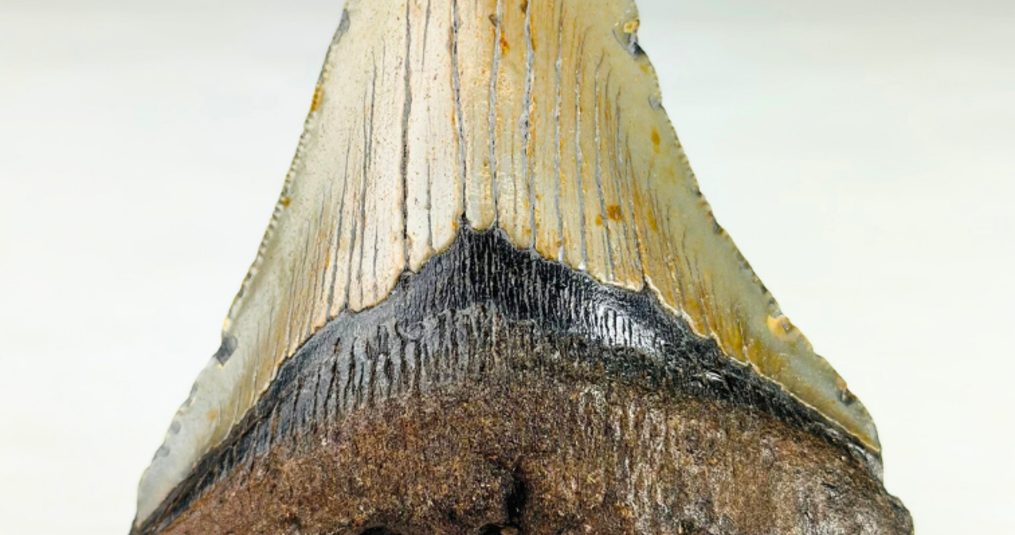 Wat vertelt de vorm van de tand over de leefstijl van de Megalodon?