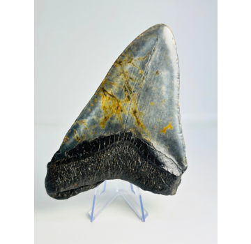 Dente di Megalodon 'The Piece' (USA) - 13,8 cm