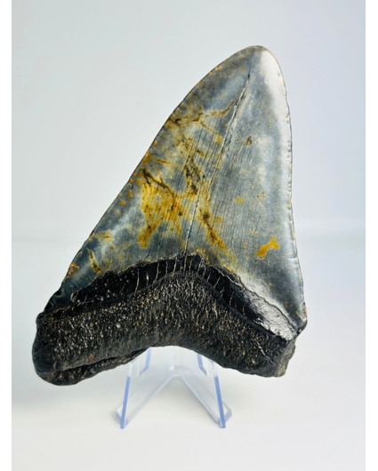 Dente di Megalodon 'The Piece' (USA) - 13,8 cm