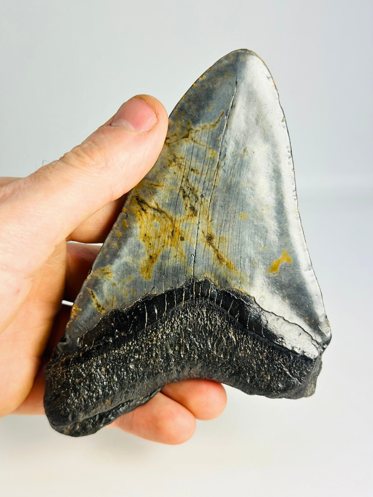 Diente de Megalodón 'The Piece' (US) - 13,8 cm