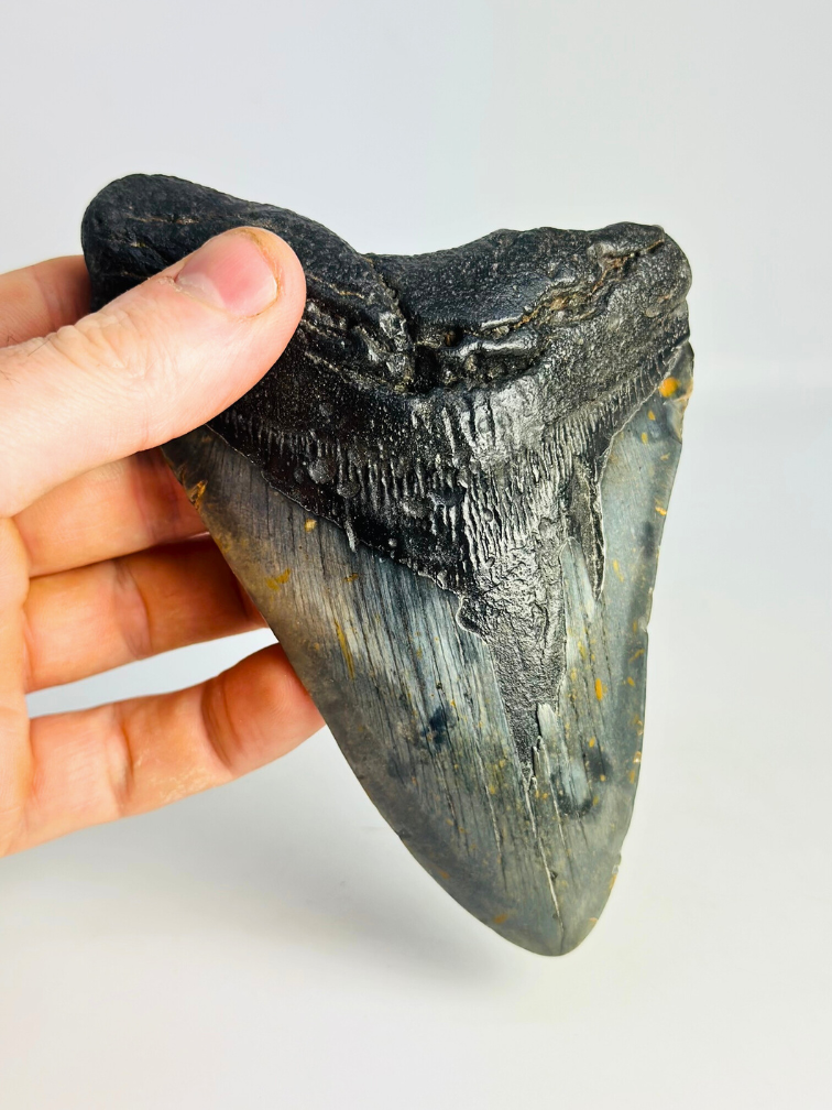 Diente de Megalodón 'The Piece' (US) - 13,8 cm