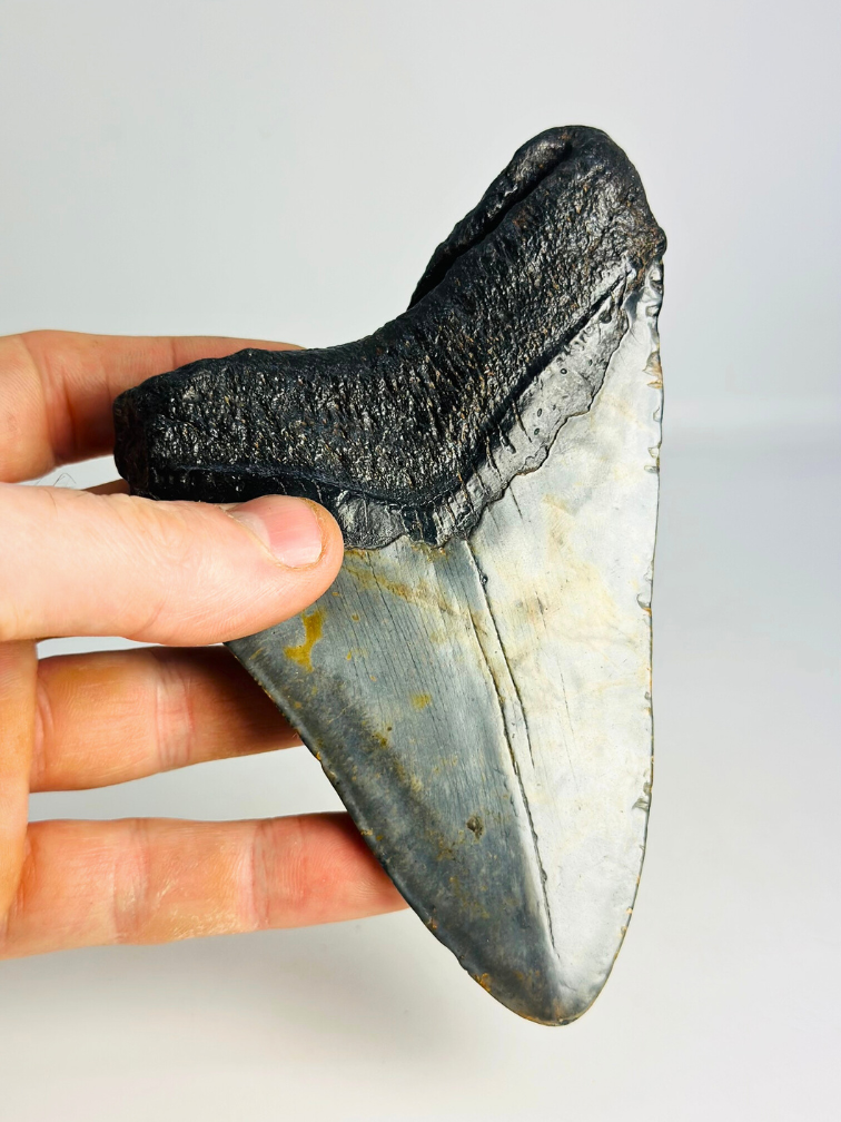 Diente de Megalodón 'The Piece' (US) - 13,8 cm