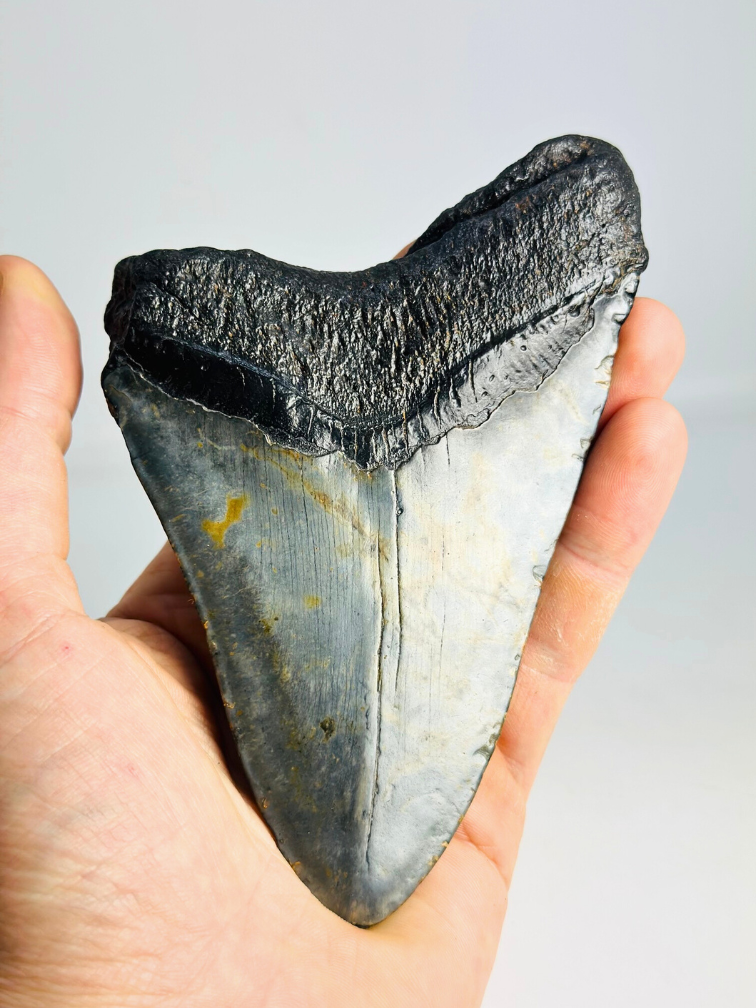 Diente de Megalodón 'The Piece' (US) - 13,8 cm