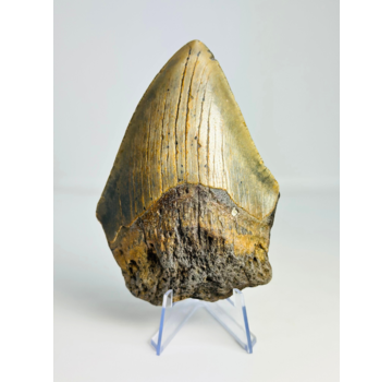 Megalodon tand ''“Hidden Source'' (VS) - 11,1 cm