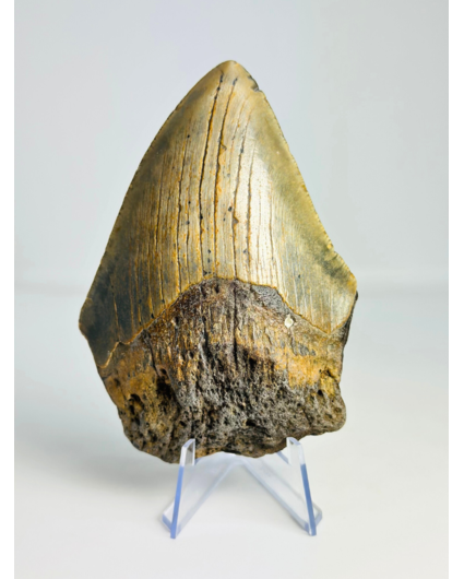 Diente de Megalodon ''“Hidden Source'' (US) - 11,1 cm