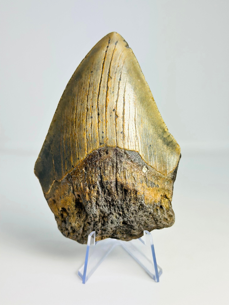 Megalodon tooth ''“Hidden Source'' (US) - 11,1 cm