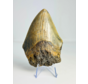 Megalodon tooth ''“Hidden Source'' (US) - 11,1 cm
