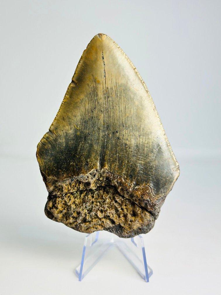 Diente de Megalodon ''“Hidden Source'' (US) - 11,1 cm