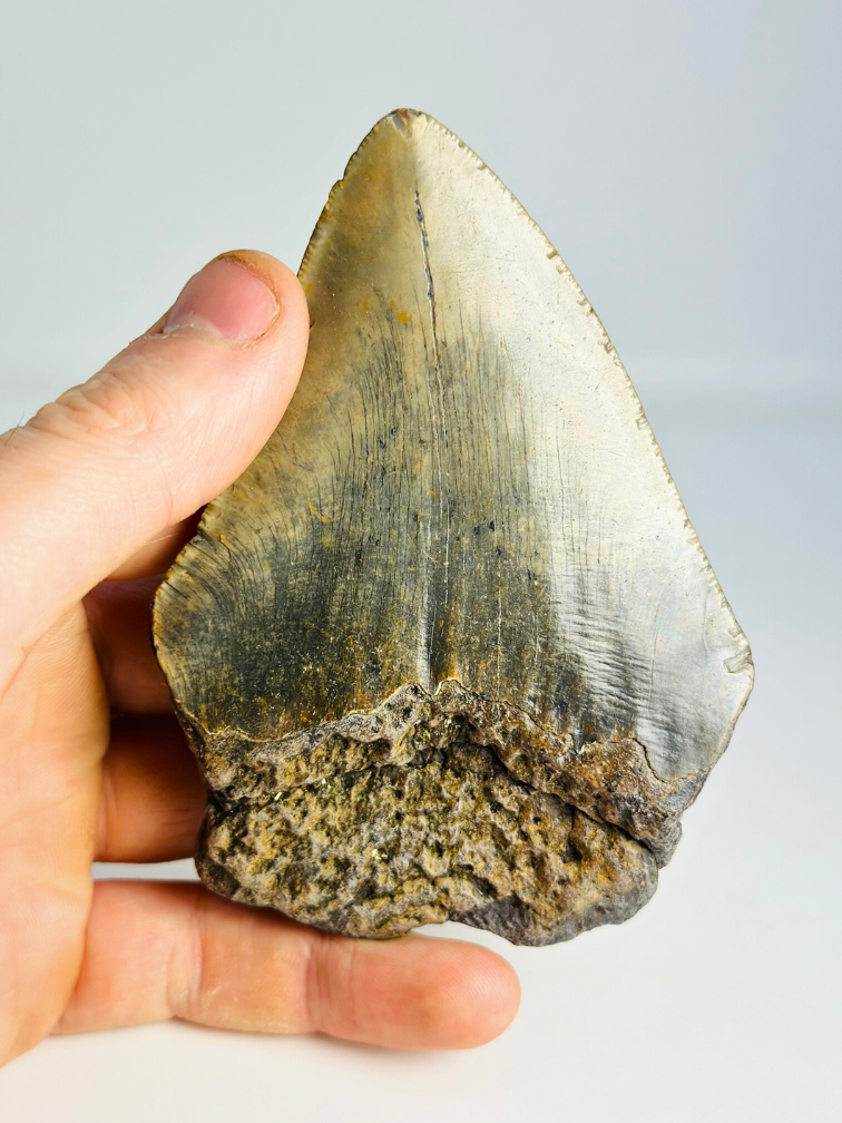 Megalodon tooth ''“Hidden Source'' (US) - 11,1 cm