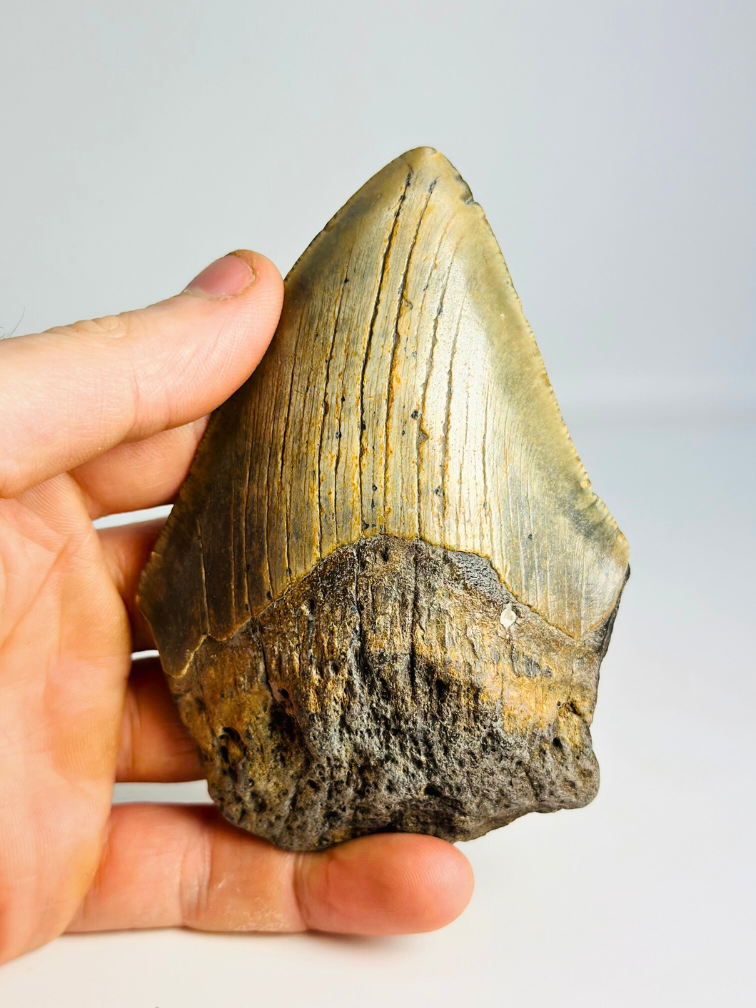 Megalodon-Zahn ''“Hidden Source'' (US) - 11,1 cm