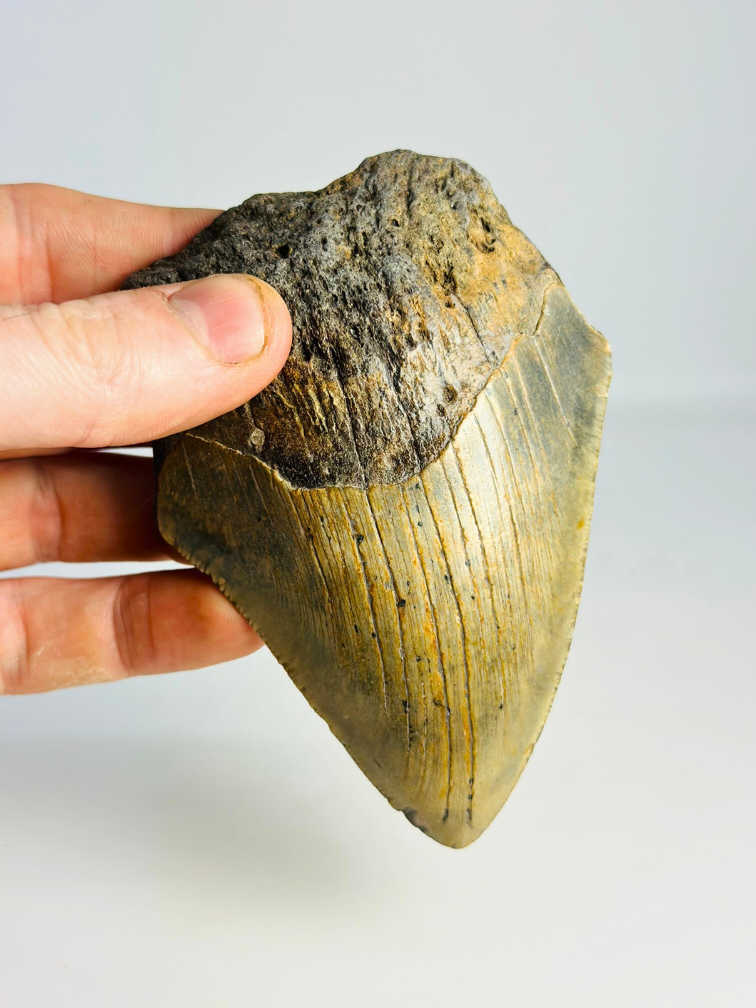 Megalodon tooth ''“Hidden Source'' (US) - 11,1 cm