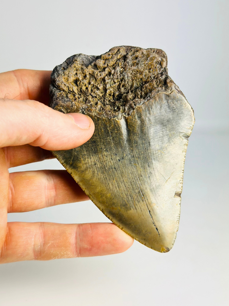 Diente de Megalodon ''“Hidden Source'' (US) - 11,1 cm