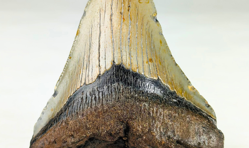 ¿Qué le dice la forma del diente sobre el estilo de vida del Megalodon?