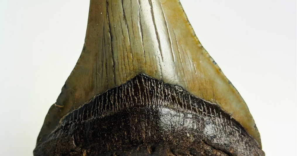 Interieurideeën met Megalodon tanden
