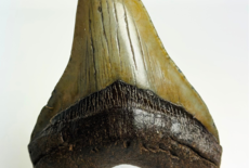 Ideen für die Inneneinrichtung mit Megalodon-Zähnen