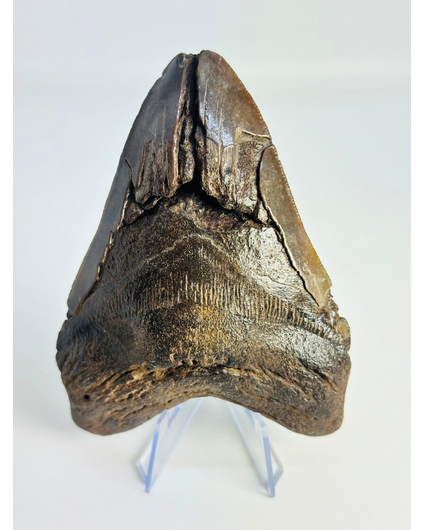 Megalodon tand ''Fallen Titan'' (VS) - 11,7cm