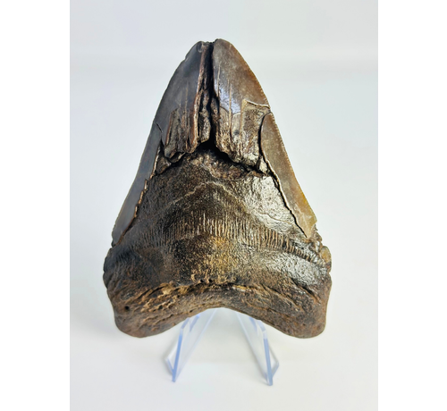 Dente di Megalodon ''Fallen Titan'' (USA) - 11,7cm