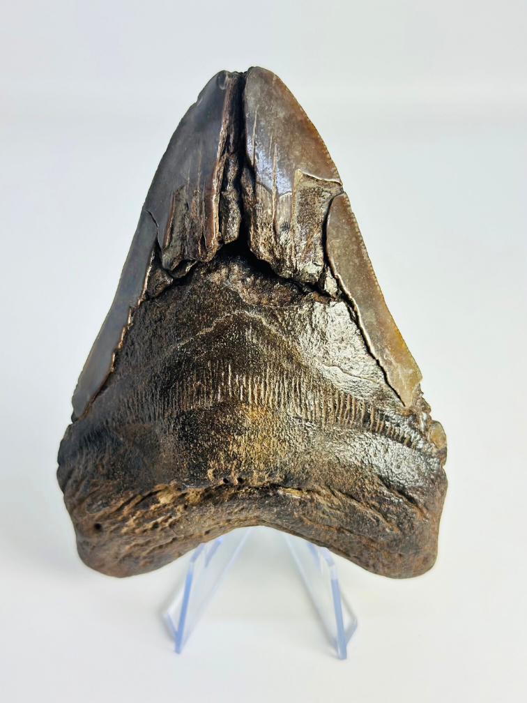 Megalodon tand ''Fallen Titan'' (VS) - 11,7cm